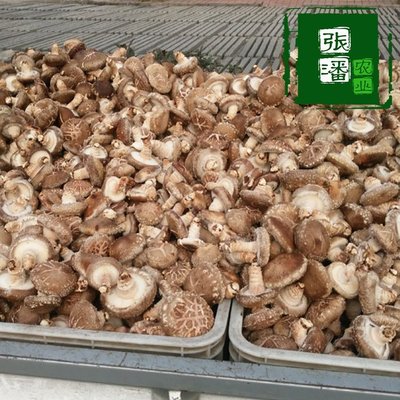 蘑菇種植菌包蘑菇菌棒基地直發(fā)黑平菇種植菌袋食用農產品