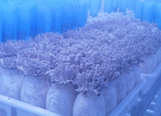 世界最大單體食用菌工廠,就在青白江!|農產品|現代農業(yè)|.