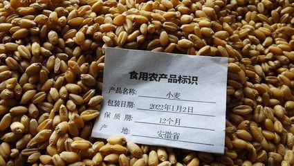 小麥"大掉價"!河南小麥突迎"妖風"!附:5月16日小麥價格